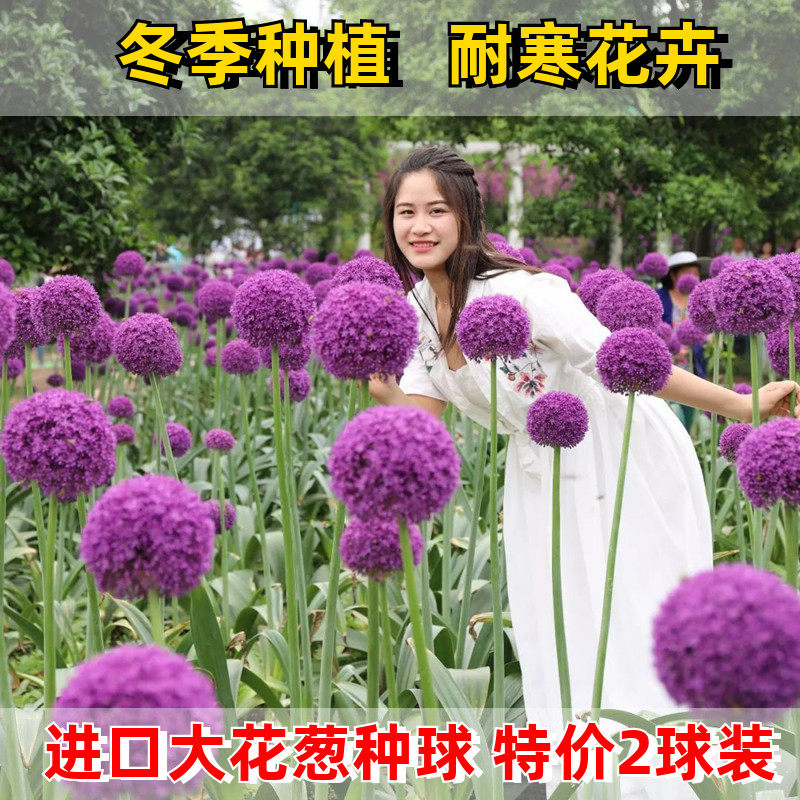 Z-大花葱花种球荷兰耐寒易活盆栽植物室内外庭院地栽当年开花