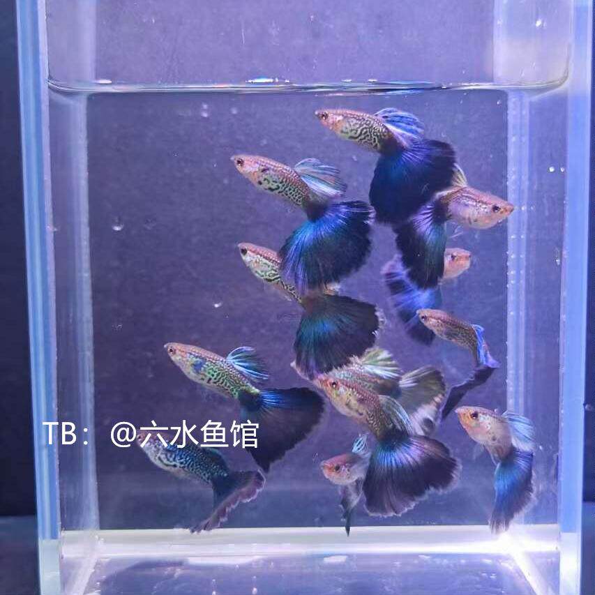 蓝色妖姬孔雀鱼小型鱼观赏鱼蓝尾斑点精品淡水凤尾鱼胎生鱼热带鱼