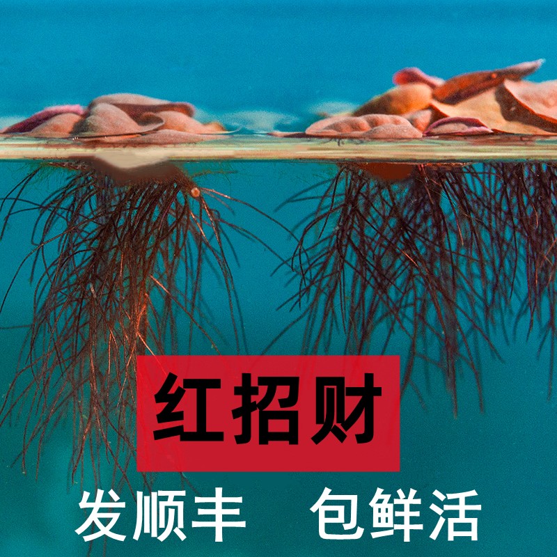 乌龟缸生态房子小别墅室