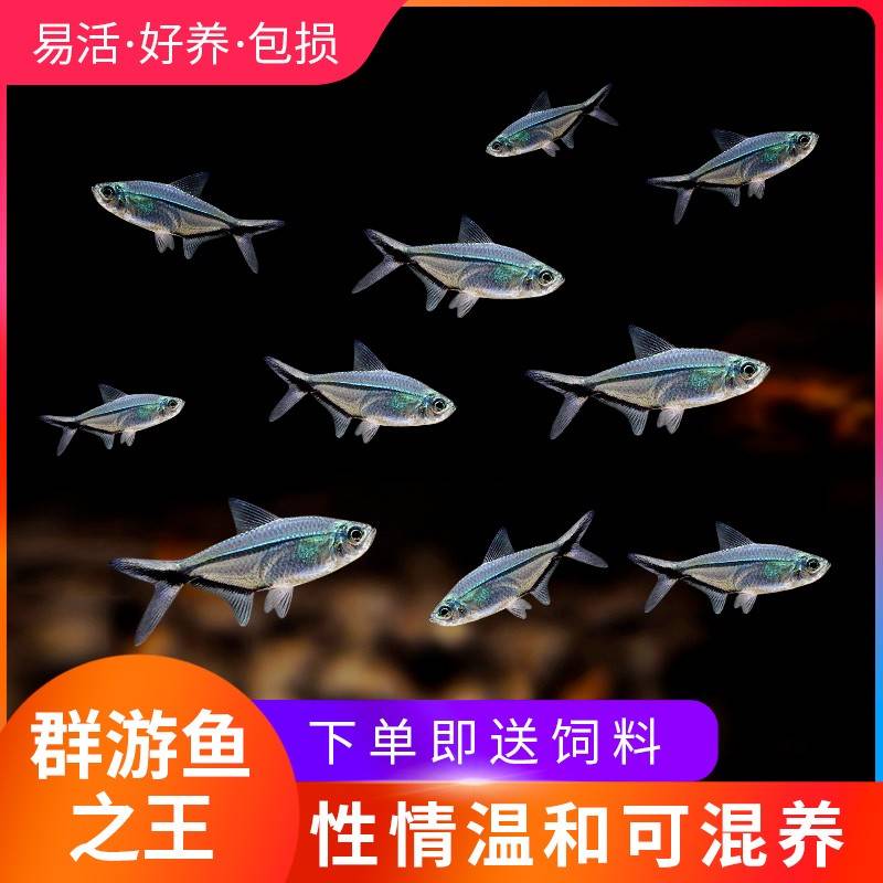 黑尾大勾旗热带鱼观赏草