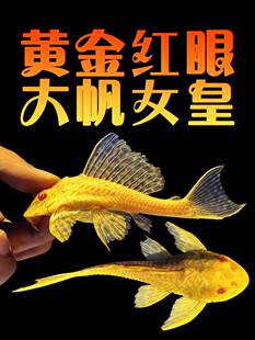 观赏鱼黄金红眼女王清道夫女皇金苔鼠活体鱼清理鱼缸垃圾粪便除藻