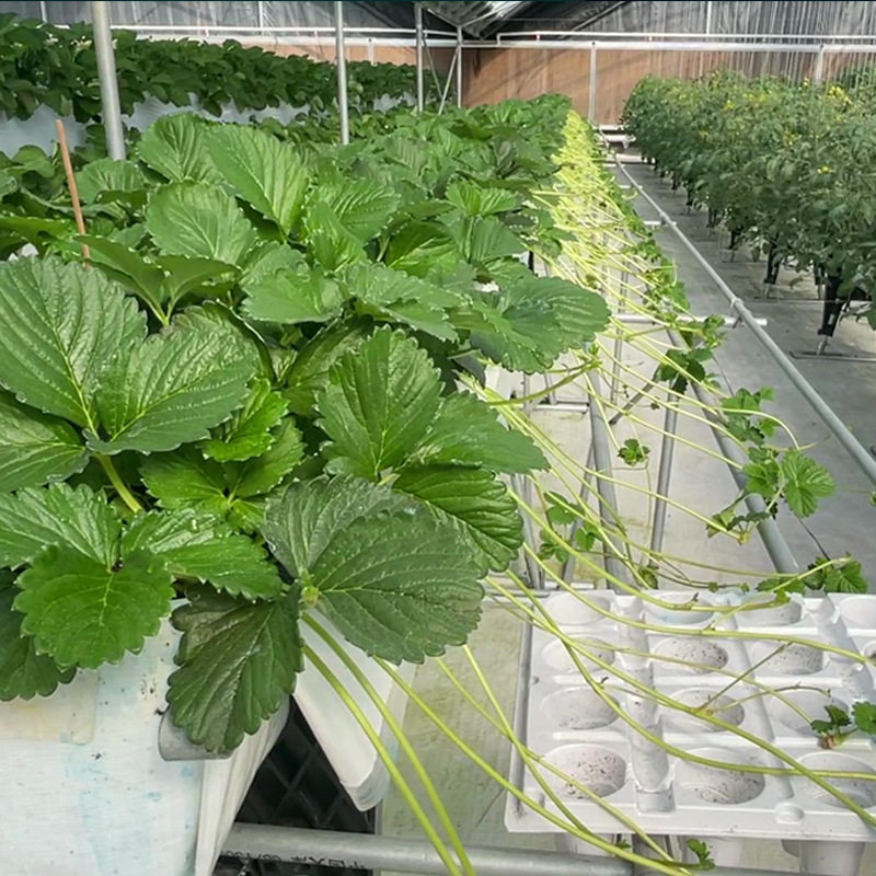 大棚草莓立体种植槽高架草莓无土栽培设备高架育苗高架扦插育苗