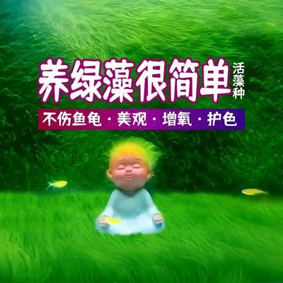 藻种短绒孢子长鱼缸造景