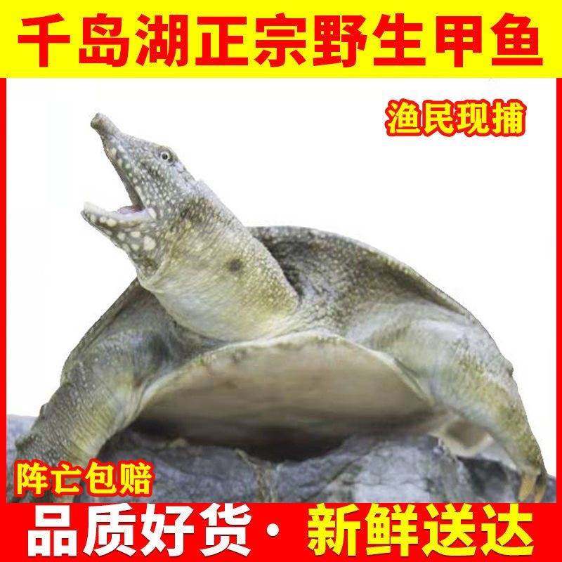 千岛湖甲鱼鲜活生态老鳖活体食用水鱼团鱼5年公鳖2斤健康礼品