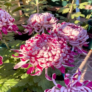 菊花盆栽带花苞菊花苗耐寒植物秋菊花白绣球长寿花黄粉色国华菊花