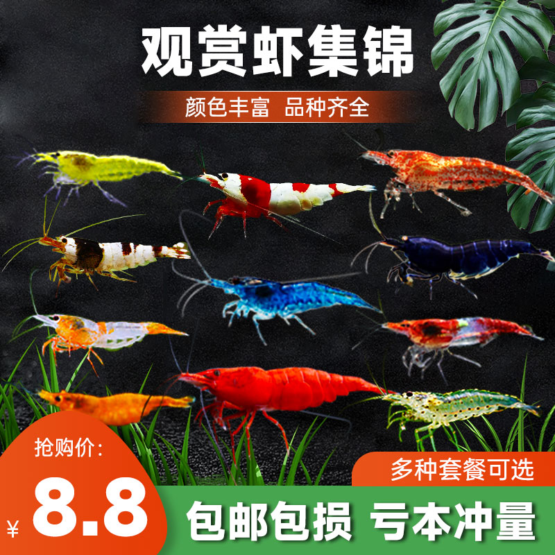 鱼缸观赏虾套餐清洁除藻