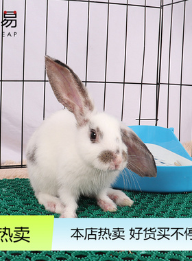 兔子脚垫A1P90-兔笼脚垫漏粪板兔子底板兔用漏粪板绿色圆孔底
