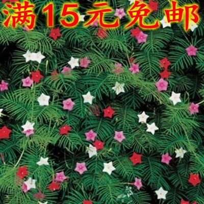 五星花爬藤植物混色花种籽庭院阳台垂吊花卉圆叶掌叶羽叶茑萝,金属材料及制品,金属罐/桶/瓶,淘宝优惠券,粉丝福利购,淘宝优惠卷