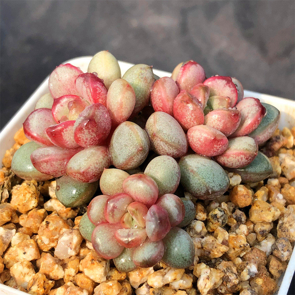 葡萄多肉植物群生老桩多头办公室创意花卉防辐射多肉组合盆栽绿植