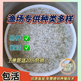 柳根鱼苗高山小溪冷水鱼柳根鱼水产小鱼小溪鱼柳根东北耐寒鱼