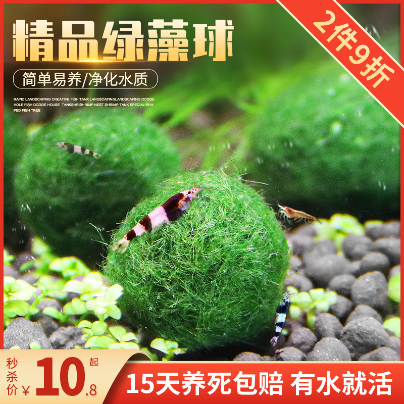 鱼缸水族箱造景水草海藻球生态球造景绿藻球生态瓶绿澡球水藻球
