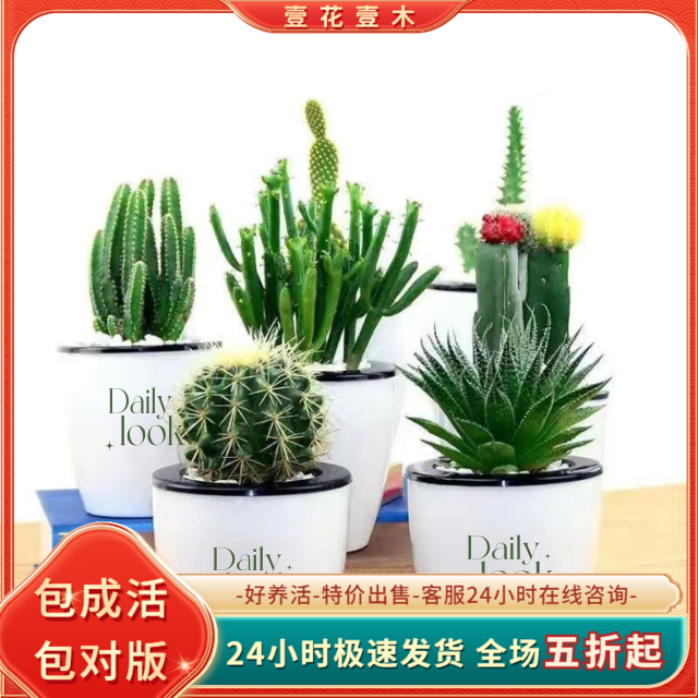 仙人球盆栽多肉植物万重