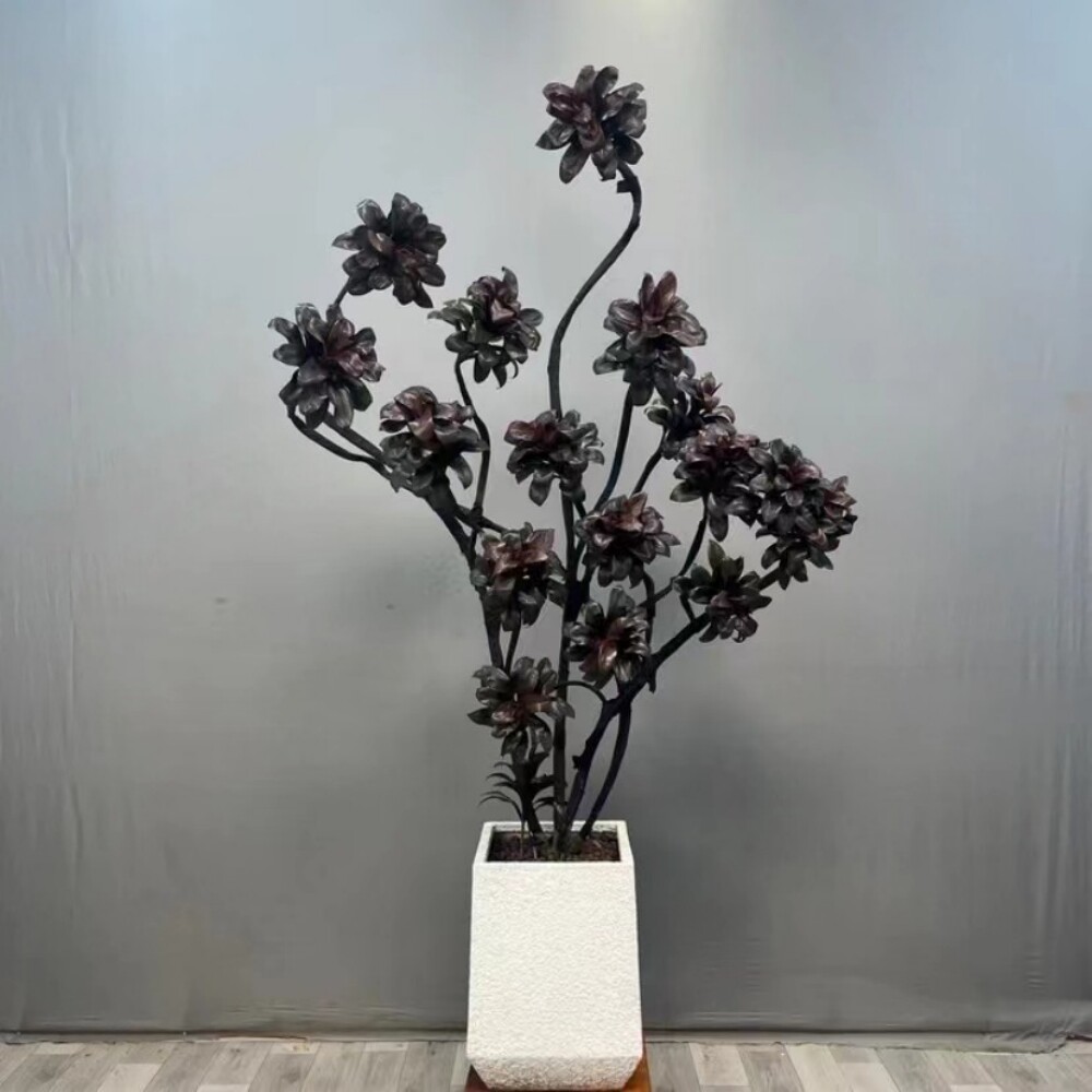 黑宝石娃娃朱蕉盆栽室内净化空气除甲醛高级感绿植紫气东来花卉*