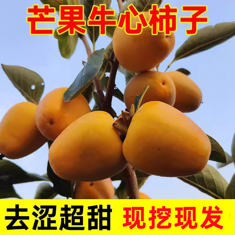 牛心柿子苗树南方北方种