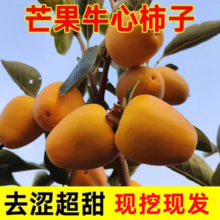 牛心柿子苗树南方北方种植庭院地栽特大矮化嫁接盆栽带土当年结果