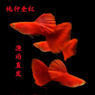 孔雀鱼全红血红美国全红白子活体热带鱼观赏鱼红鱼精纯种种鱼包邮