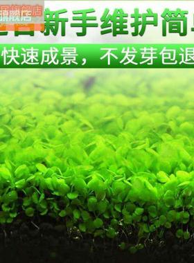 真水草套餐装饰水物淡水种植四人季懒籽景草生鱼缸350353淡水淡