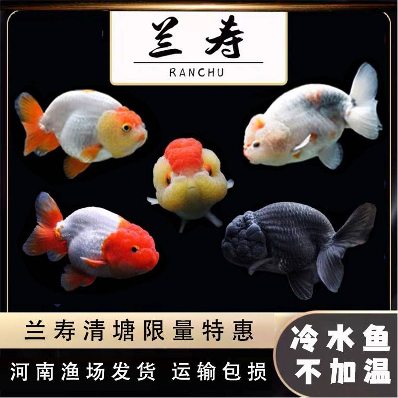兰寿金鱼活体淡水观赏百