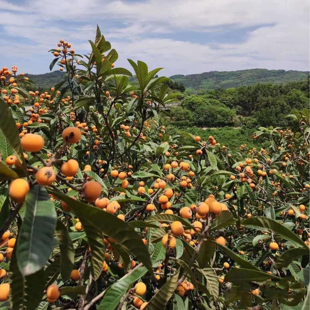 无核枇杷苗树特大砂糖大五星果树苗嫁接枇杷苗当年结果南北方种植