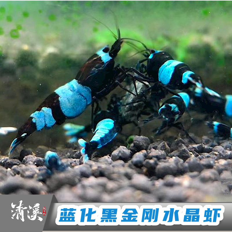 蓝化黑金刚水晶虾淡水鱼缸除藻冷水观赏蝦鲜活大小型繁殖宠物包邮