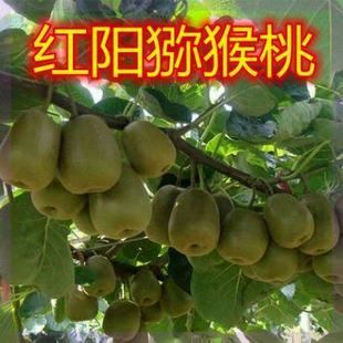 红阳猕猴桃树苗嫁接徐香猕猴桃苗盆栽地栽南方北方果树苗当年结果