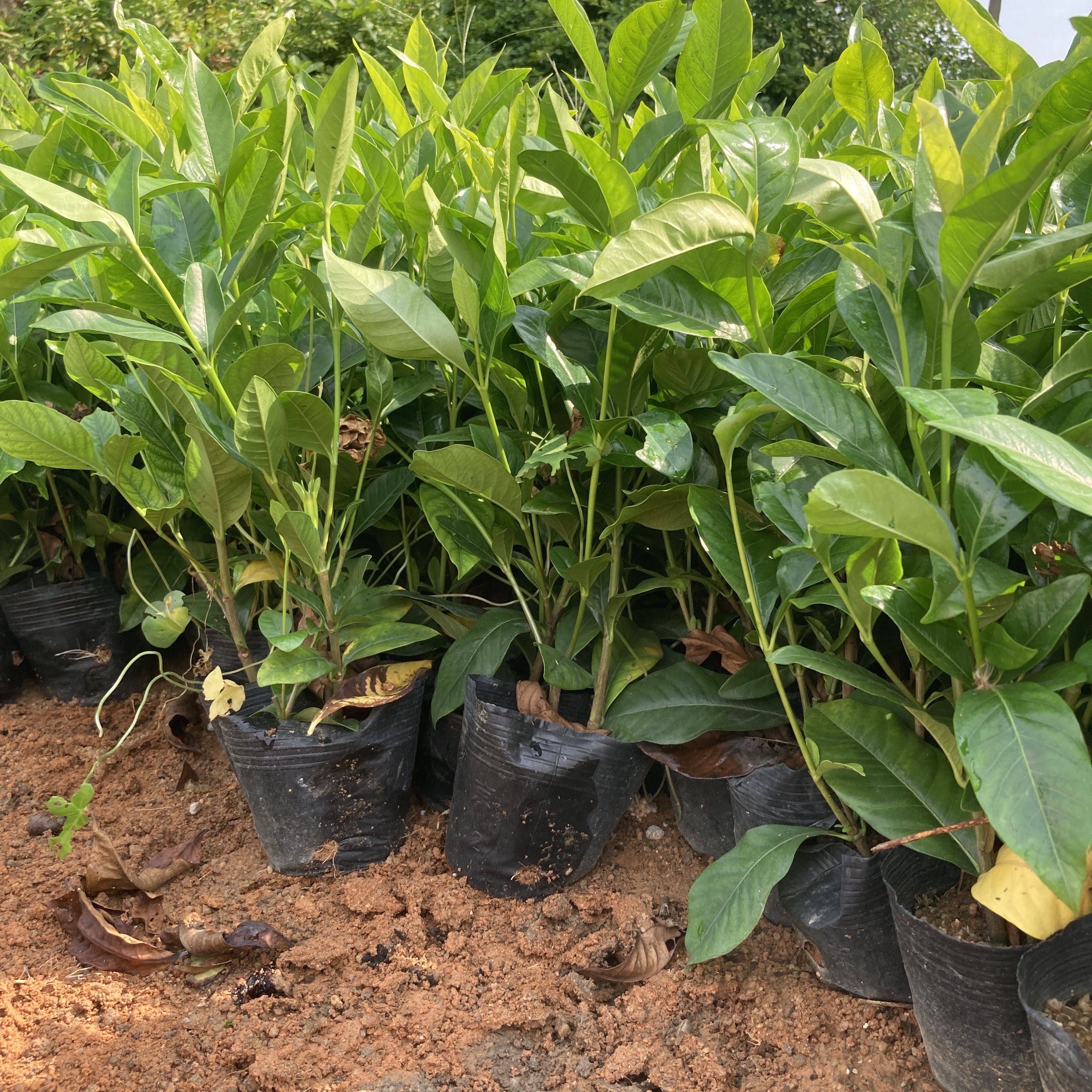 大叶牡丹栀子花四季开花盆栽浓香型客厅室内阳台花卉花苞绿植