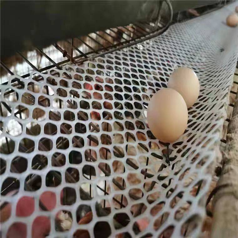 【鸡蛋防笼锈印】养鸡厂下蛋鸡笼养殖用网养鸡育雏塑料平网,农用物资,苗木固定器/支撑器,淘宝优惠券,粉丝福利购,淘宝优惠卷