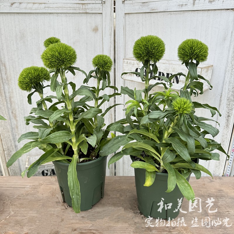 绣球石竹 霹雳石竹 绿绒球 花毯石竹 耐寒石竹梅 花期较长