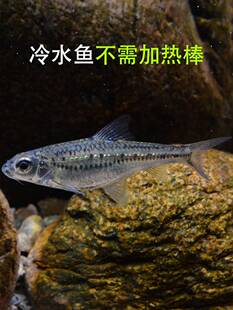 点纹银鮈原生好养耐活冷水鱼爆缸观赏鱼溪流缸小型群游底层清洁鱼