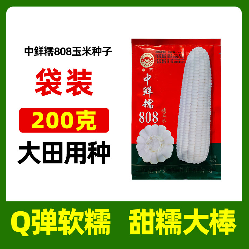 中苗鲜甜糯808白甜糯玉米春秋高产粘苞米国审蔬菜 白糯玉米种籽子,鲜花速递/花卉仿真/绿植园艺,家庭园艺种子,淘宝优惠券,粉丝福利购,淘宝优惠卷