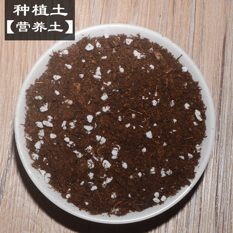 营养土大包种植腐叶花多