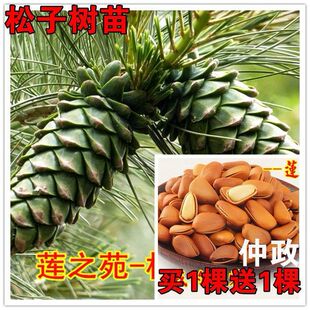 买一送一东北松子树苗 巴西松子树苗 红松树苗东北象牙松籽果树苗
