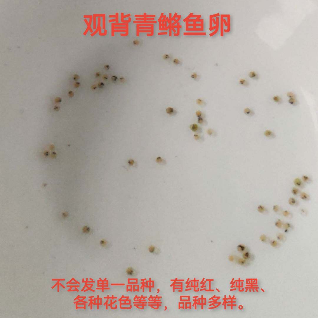 观背青鳉鱼卵可孵化冷水观赏鱼小锦鲤金鱼淡水鱼水族活体宠物包邮