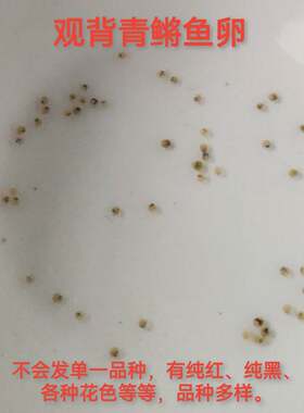 观背青鳉鱼卵可孵化冷水