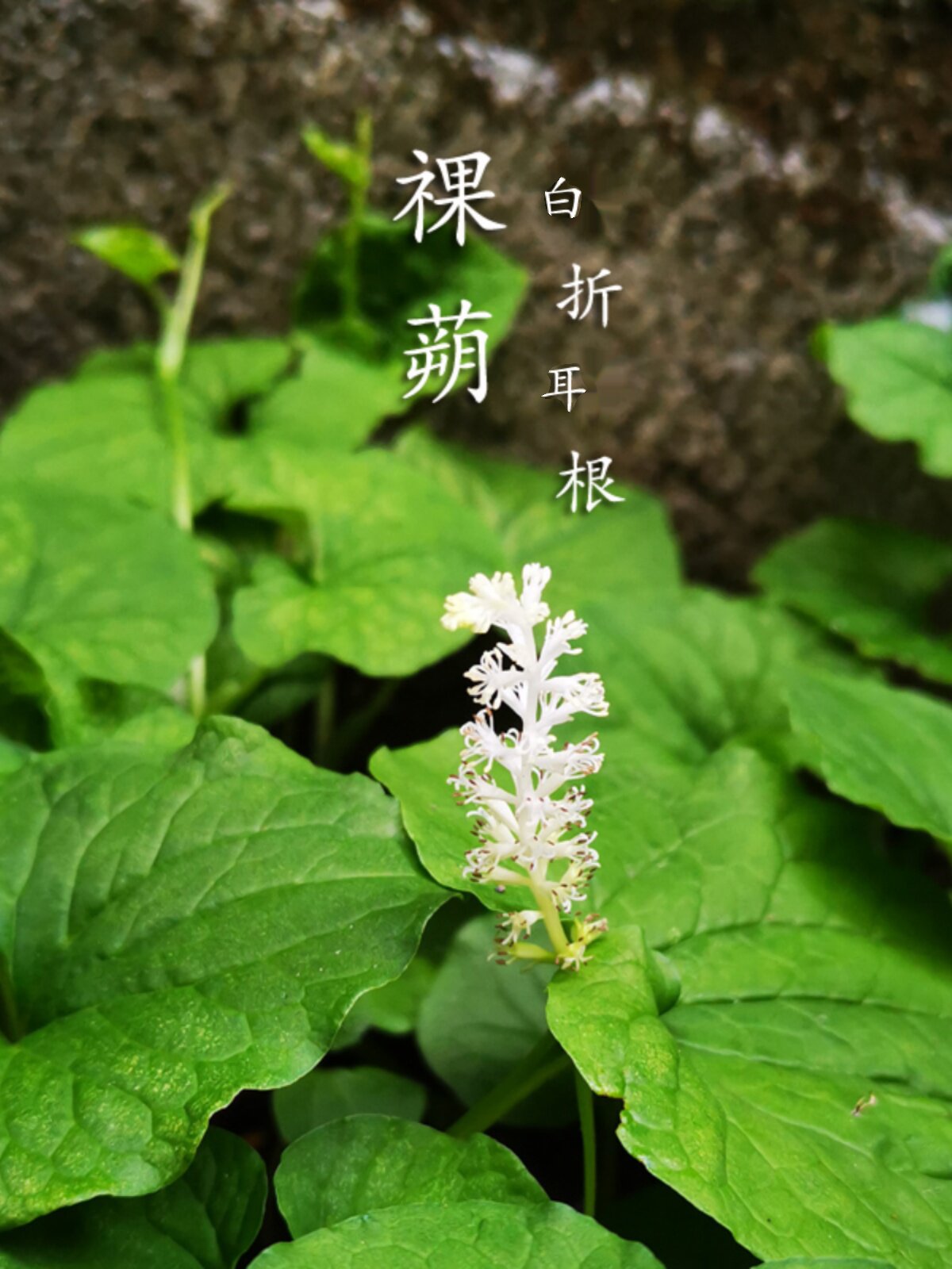 贵州中草药白折耳根 祼蒴全草入药喜半阴湿环境盆栽【2盆更优惠】