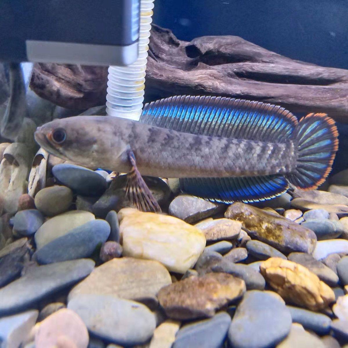 酒红雷龙鱼苗特价2-3cm酒红雷龙鱼苗,童装/婴儿装/亲子装,包包,淘宝优惠券,粉丝福利购,淘宝优惠卷