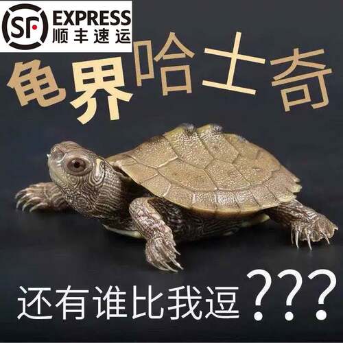 逗比地图深水龟观赏小乌