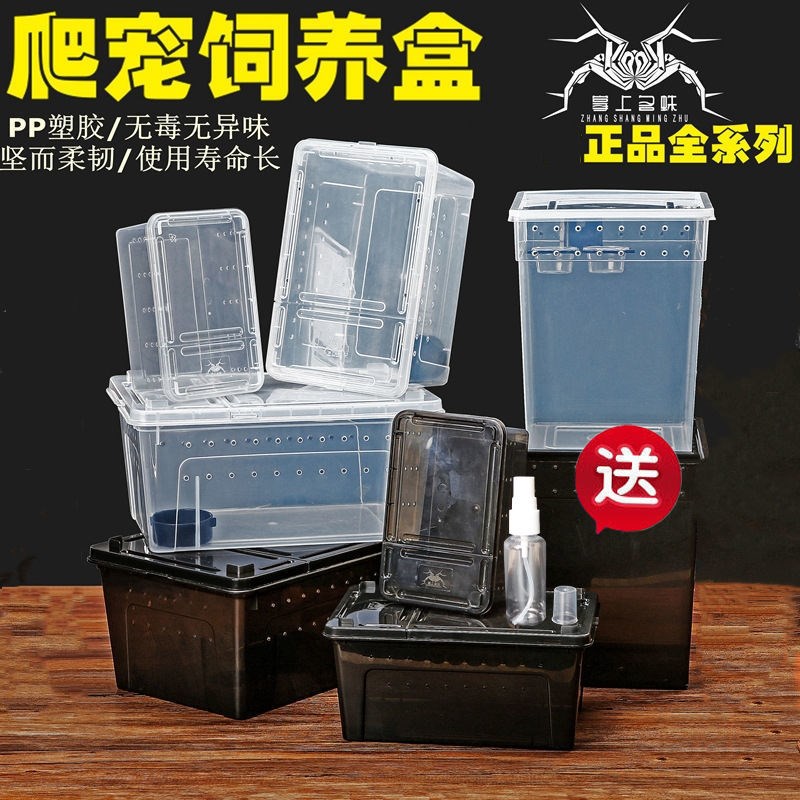 爬宠白玉蜗牛角蛙蜘蛛螳
