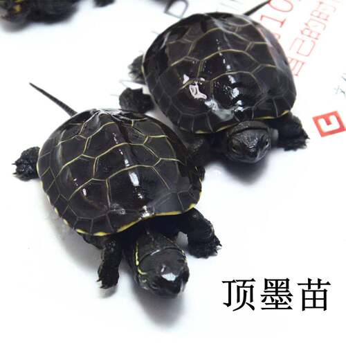 顶墨苗活体小乌龟黑腹全