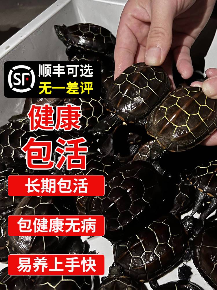 中华草龟小乌活物国名贵
