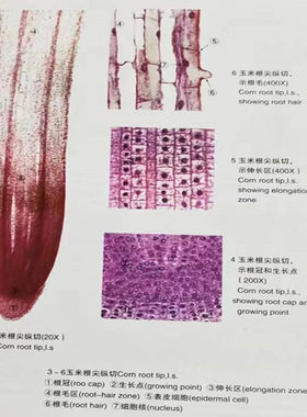 玉米根尖纵切永久片型号