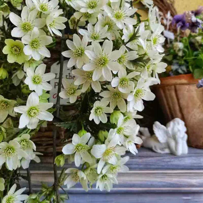 银币铁线莲花大苗盆栽常绿三月早花阳台庭院爬藤攀援四季花卉植物