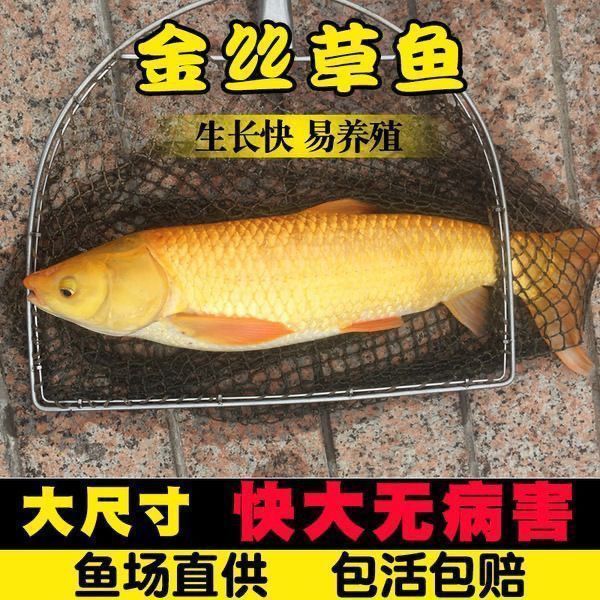 金丝草鱼苗淡水养殖俄罗
