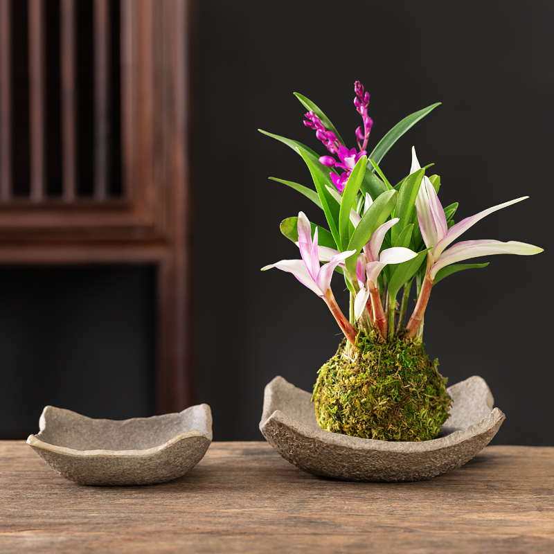 米竹苔藓球附石菖蒲托盘