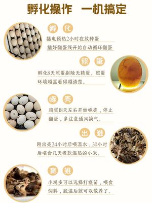 全自动孵化器家用智能小