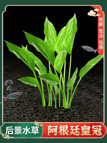 阿根廷皇冠水草后景鱼缸
