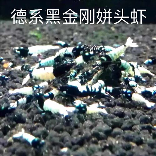 德黑姘头水晶虾PINTO  纯系姘头虾 水晶虾 宠物虾 观赏虾 德系虾