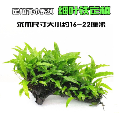 青木蕨水下叶阴性草懒人