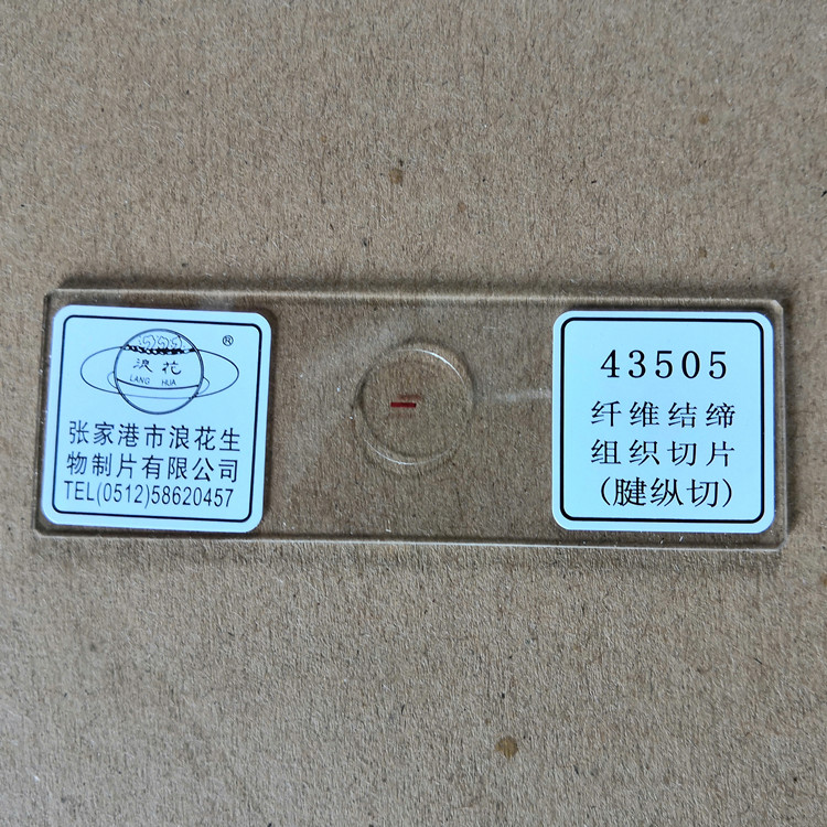 纤维结缔组织切片(腱纵切)43505 生物显微镜玻片涂片 浪花牌