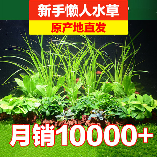 红波水族青竹草植物缸石
